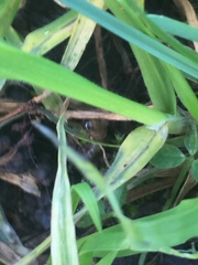 Forficula auricularia