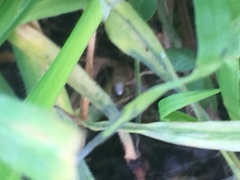 Forficula auricularia