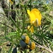 Golden Glory Pea - Photo (c) BMRM Ecological Surveys, some rights reserved (CC BY-NC)