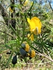 Golden Glory Pea - Photo (c) BMRM Ecological Surveys, some rights reserved (CC BY-NC), uploaded by BMRM Ecological Surveys