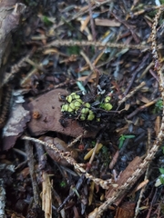 Podophacidium xanthomelum