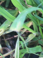 Forficula auricularia