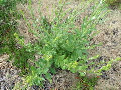 Senecio subcanescens