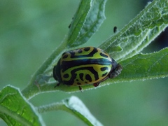 Calligrapha serpentina
