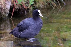 Fulica atra