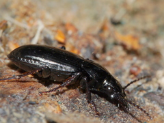 Pterostichus adstrictus