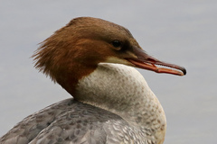 Mergus merganser
