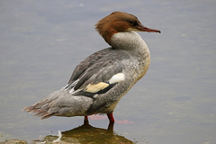 Mergus merganser