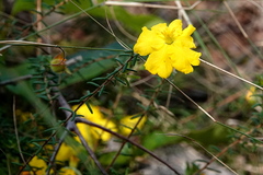Hibbertia stricta