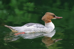 Mergus merganser