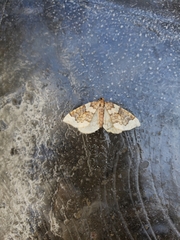 Eulithis destinata