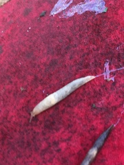 Deroceras reticulatum