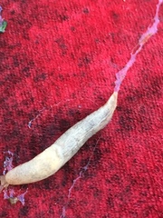 Deroceras reticulatum