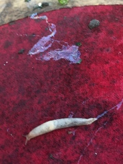 Deroceras reticulatum