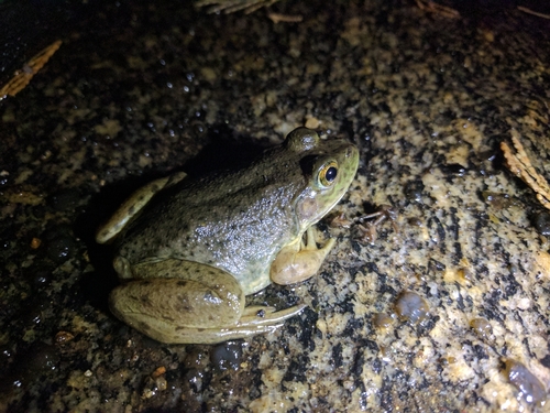 iNaturalist observation photo of American Bullfrog