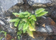 Polypodium amorphum