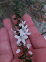 Philotheca hispidula