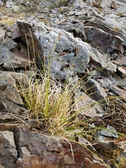 Carex micropoda