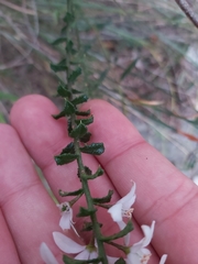 Philotheca hispidula