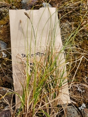 Carex micropoda