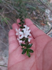 Philotheca hispidula