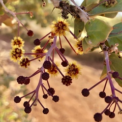 Acacia inaequilatera