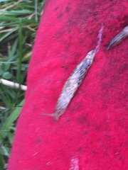 Deroceras reticulatum