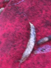 Deroceras reticulatum