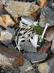 Odocoileus hemionus sitkensis