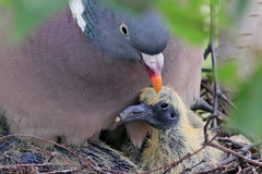 Common Wood Pigeon photo 6