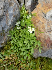 Cardamine umbellata