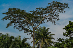 Parkia filicoidea