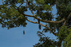 Parkia filicoidea