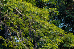 Parkia filicoidea