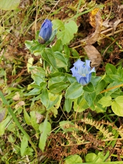 Gentiana platypetala