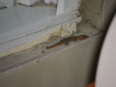 Sphaerodactylus clenchi