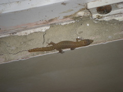 Sphaerodactylus clenchi