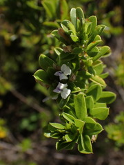 Psoralea prodiens