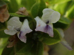 Psoralea prodiens