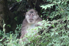Macaca thibetana