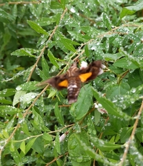 Neogurelca himachala