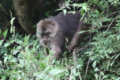 Macaca thibetana