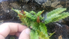 Polypodium amorphum
