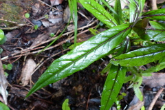 Corokia buddleioides buddleioides