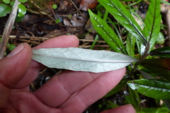 Corokia buddleioides buddleioides