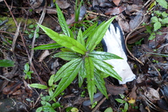 Corokia buddleioides buddleioides