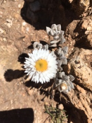 Anemocarpa saxatilis