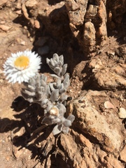 Anemocarpa saxatilis