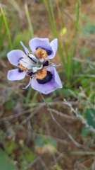 Moraea villosa