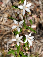 Philotheca hispidula